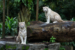 Singapore Zoo + Night Safari Tour
